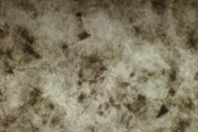 Green Mica Shade